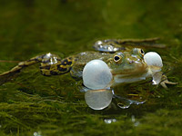 Edible Frog (Rana esculenta)