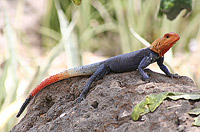 ����� ���������� (Agama agama)