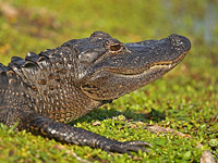 ������������ ��������� (Alligator mississippiensis)