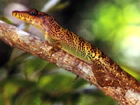 �������� ������ (Anolis vermiculatus)
