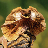 ����������� ������� (Chlamydosaurus kingi)