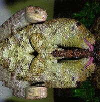 ������������ ����� (Corucia zebrata)