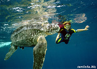 �������� �������� (Dermochelys coriacea)