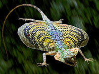 �������� ������ (Draco blanfordii)