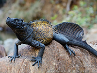 �������� ������� (Hydrosaurus amboinensis)