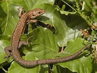 ����������� ������� (Lacerta vivipara)