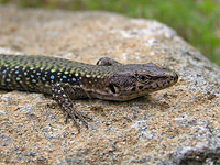 �������� ������� (Lacerta saxicola)