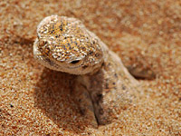 �������� ������������� ��������� (Phrynocephalus arabicus)