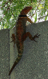 ������� ������ (Sceloporus jarrovii)