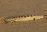 �������� ����� ��� �������� ����� (Scincus scincus)