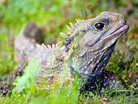 �������� (Sphenodon punctatus)