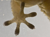 ������� ������ (Tarentola mauritanica)