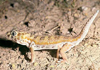 ��������� ������ (Teratoscincus scincus)