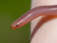 ������������ ����������� (Typhlops vermicularis)