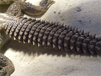��������� (Uromastyx aegyptius)